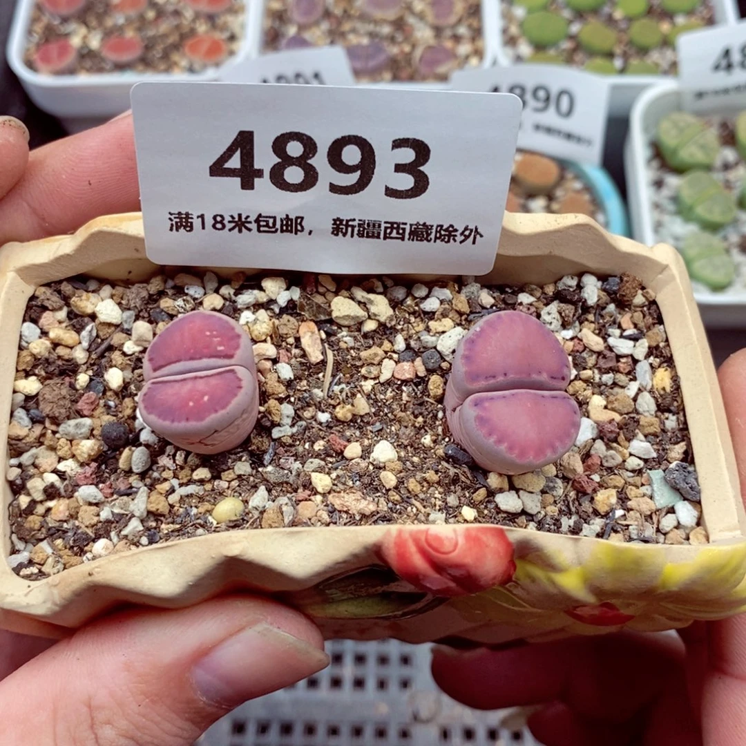 4893。