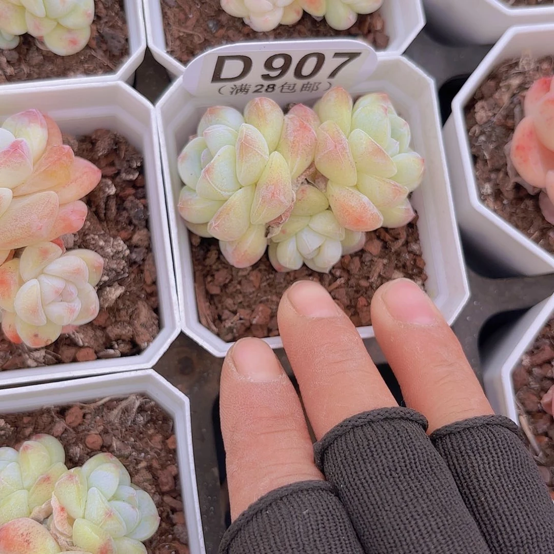 D907奶油冰玉一物一拍