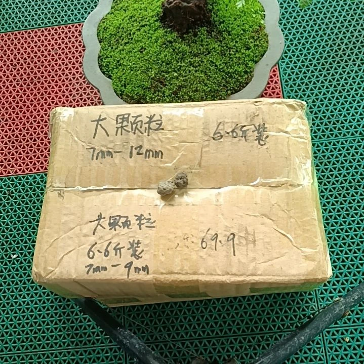 钉***哥兰菌颗粒   大颗粒6.6斤
