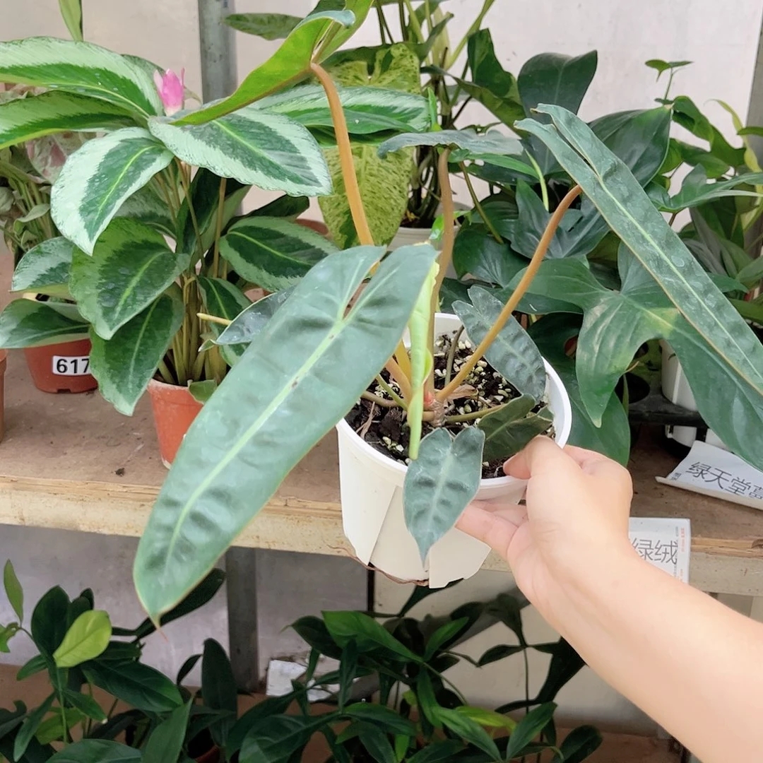 完全开放313 橙柄蔓绿绒