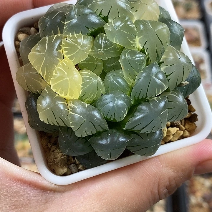 97实生湖水玉露锦一物一拍