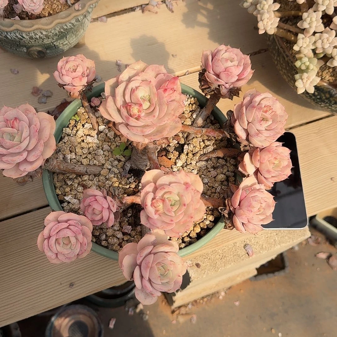 8****4蓝色苍鹭多肉植物 000