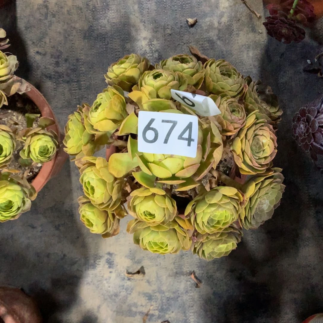 黄金万两674法师多肉带盆发货