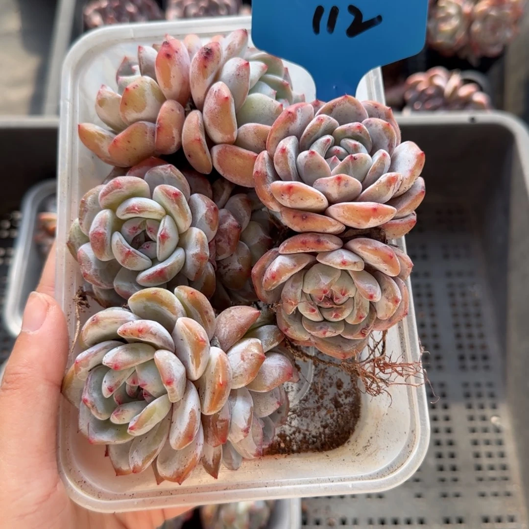 112石榴汁双头4颗哈哈