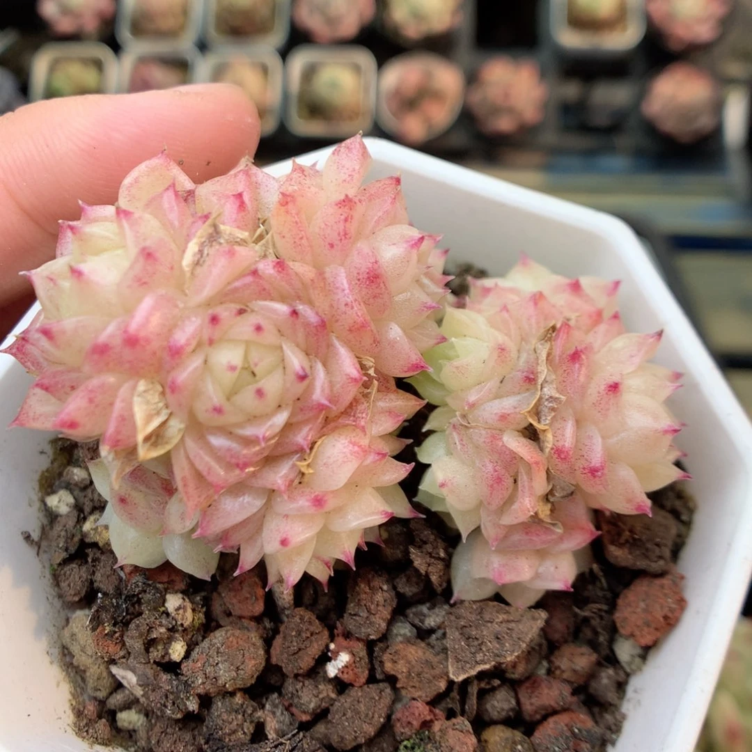 W70两颗，20包邮两天凑单偏远不发货