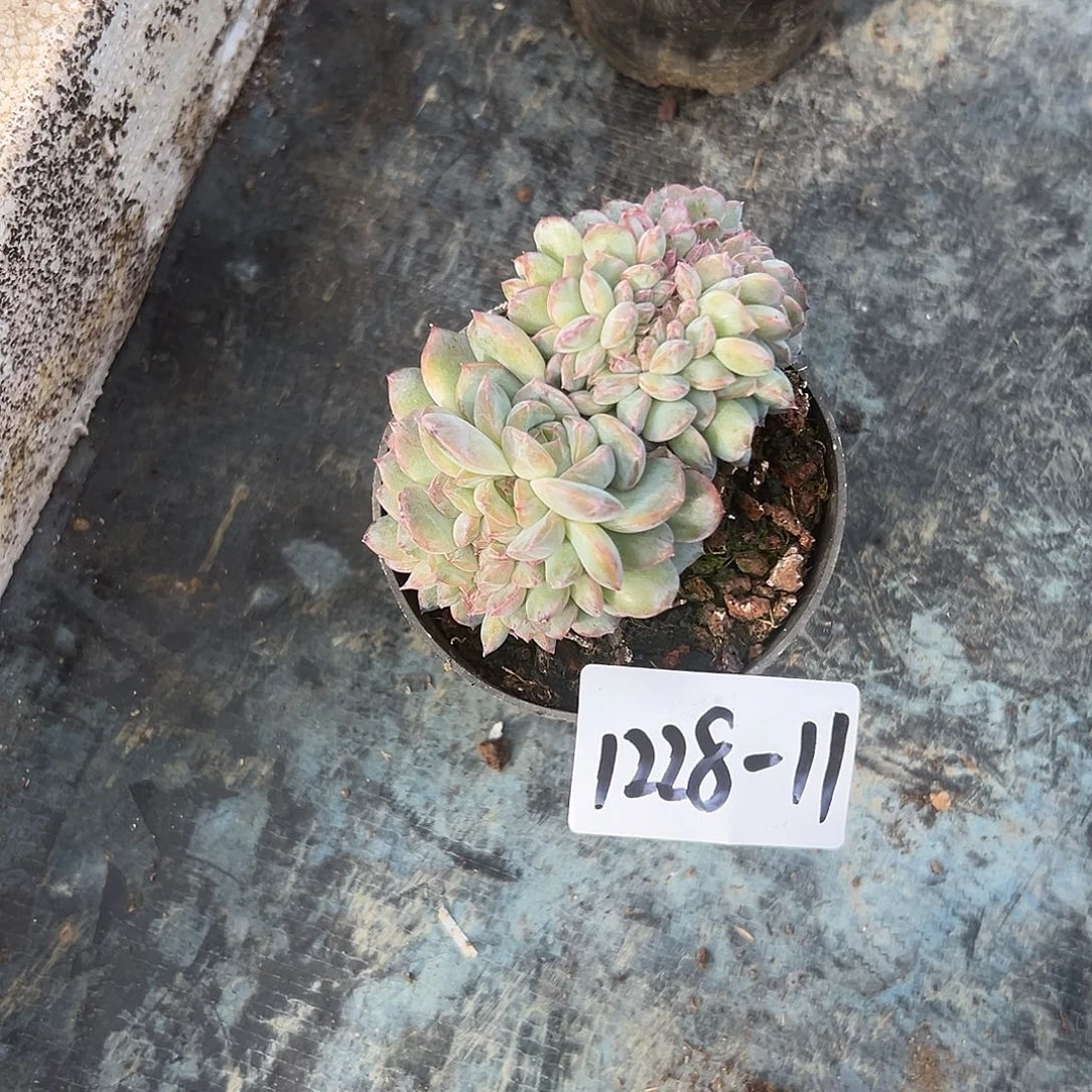 燕***子1228-11糯心冰魄缀化多肉植物
