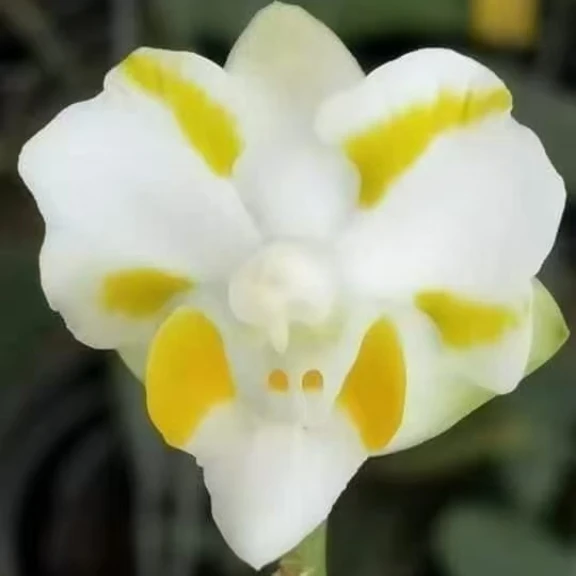 蝴蝶兰美琪金襄白猫