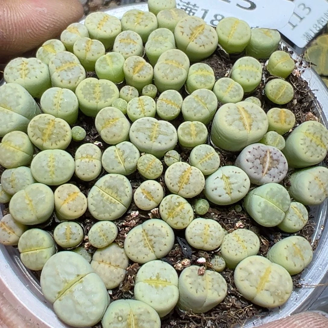 【闪购商品】 115.