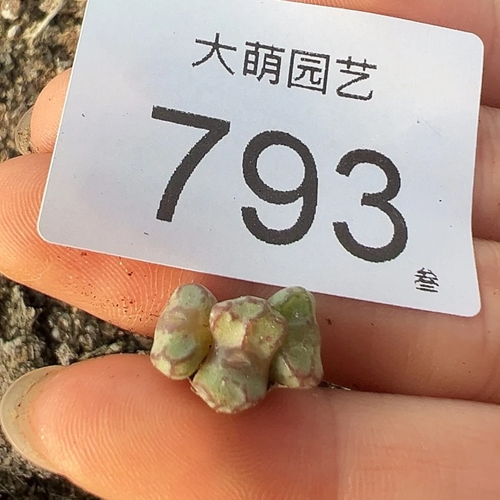 一物一拍红线元宝。  793