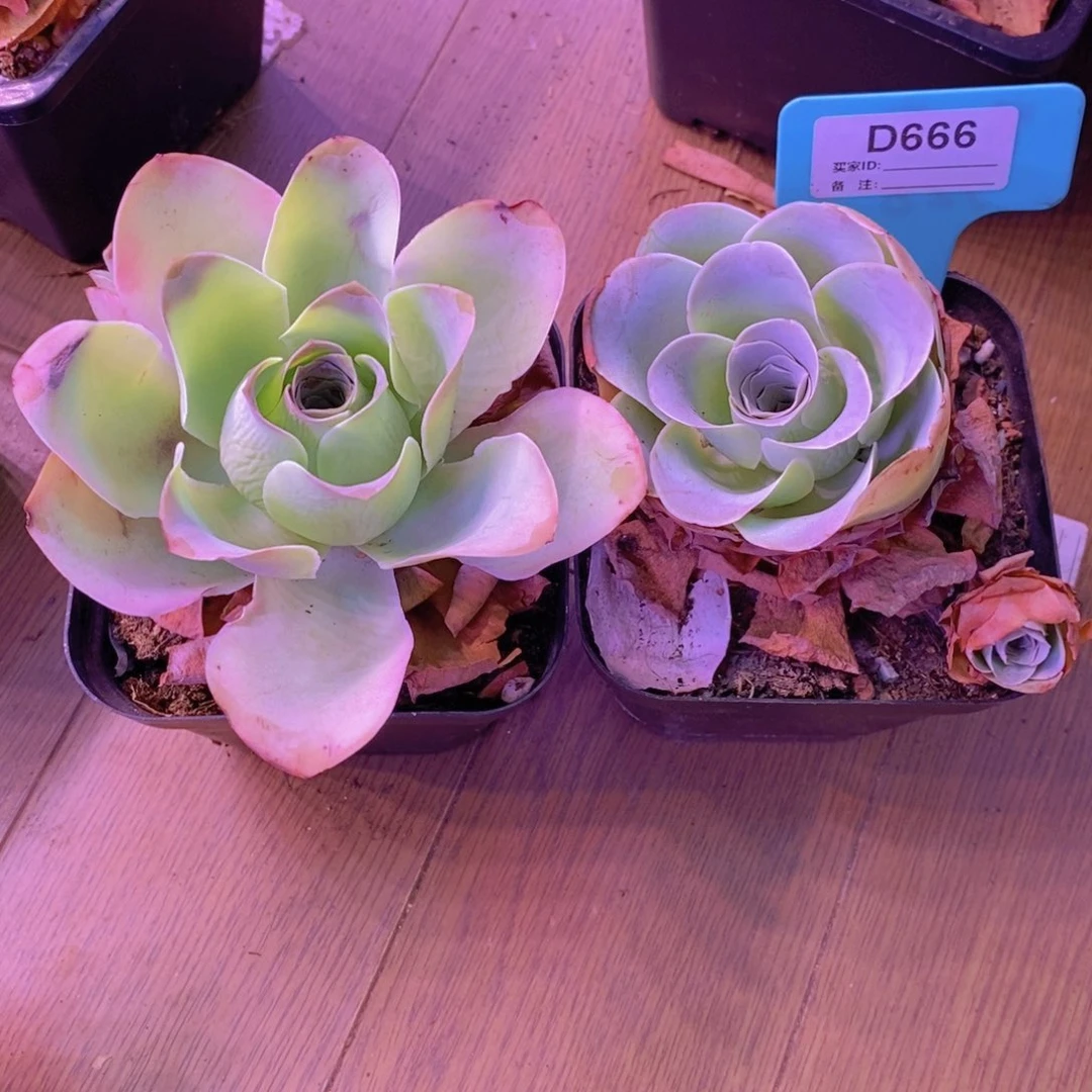 山地玫瑰一物一拍二颗666