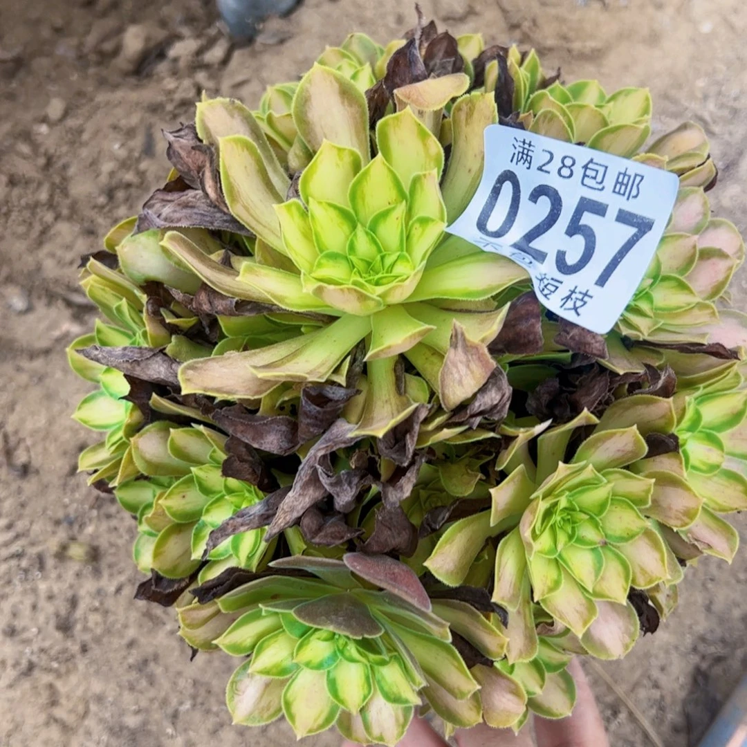 韶华多肉植物0257
