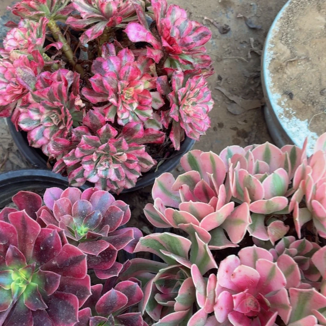 小红铜白+粉女巫+美杜莎福利