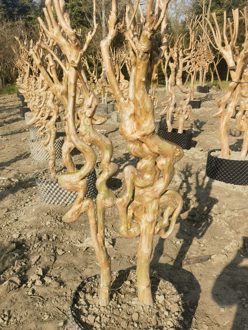 川红紫薇艺术品，“福”，發。一物一拍。