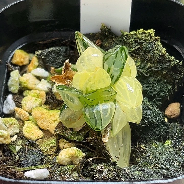 422西瓜寿锦（小鼻嘎）