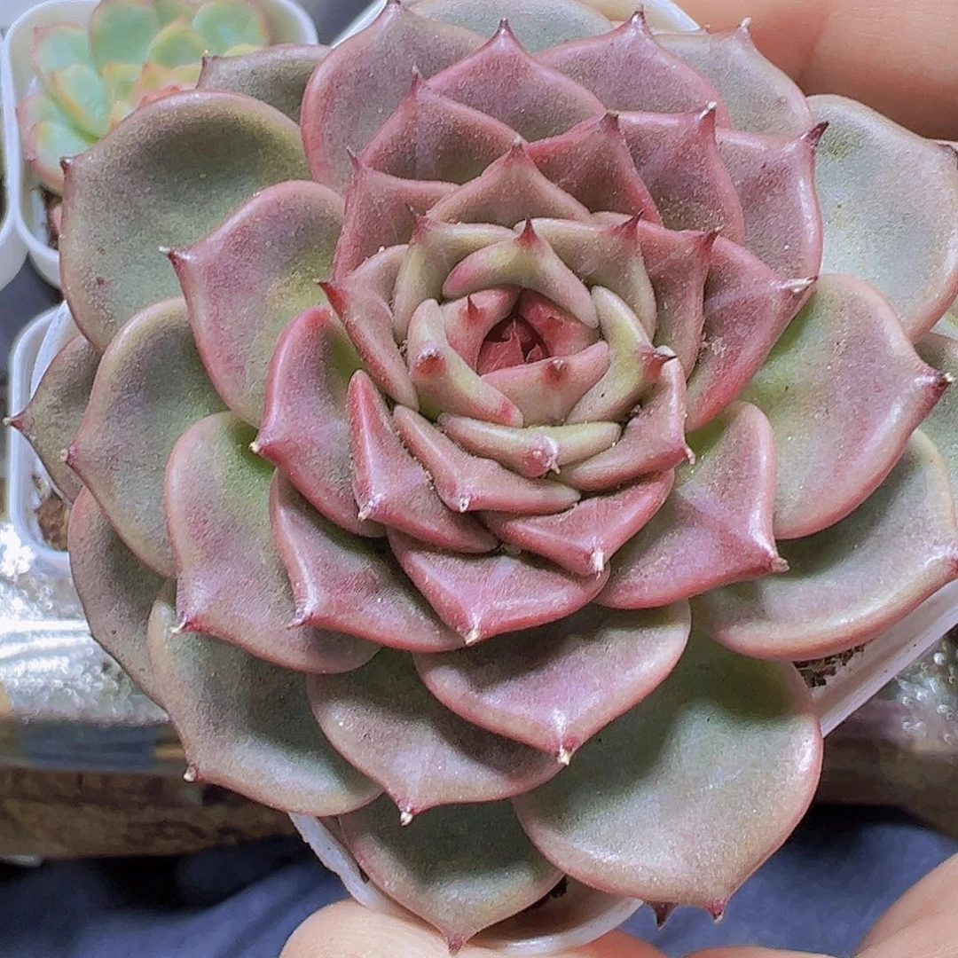 大神笛19包邮多肉植物