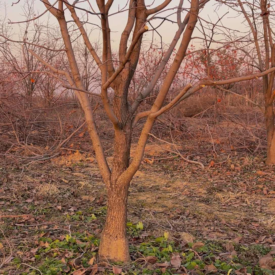 完全开放一物一拍