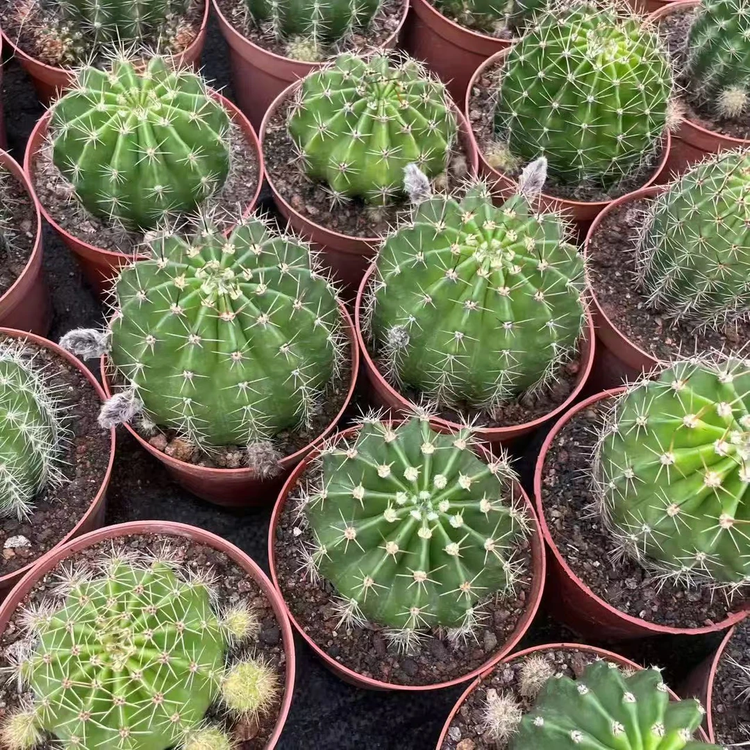 6颗 实生根 席克氏彩草 5-7cm