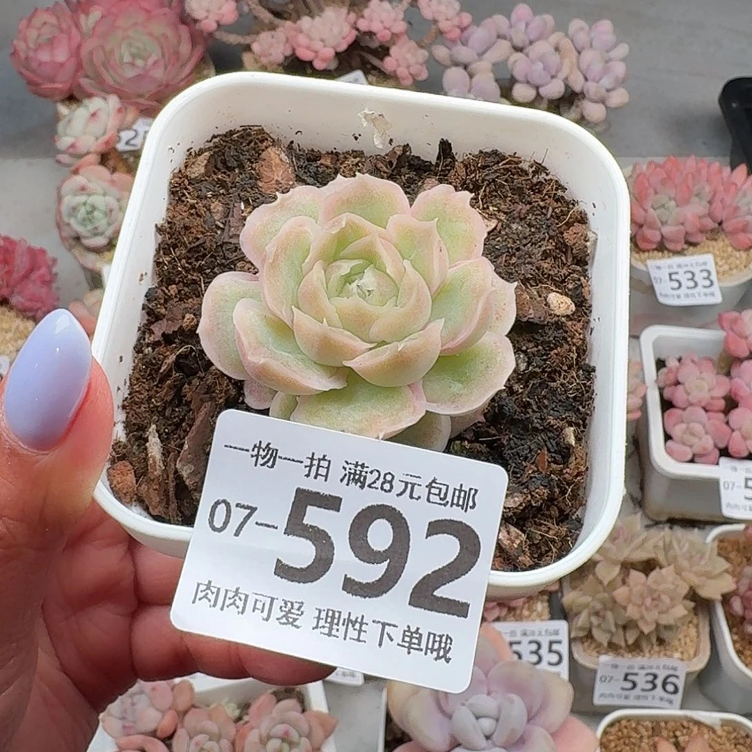 水晶虾饺无盆土发货无盆