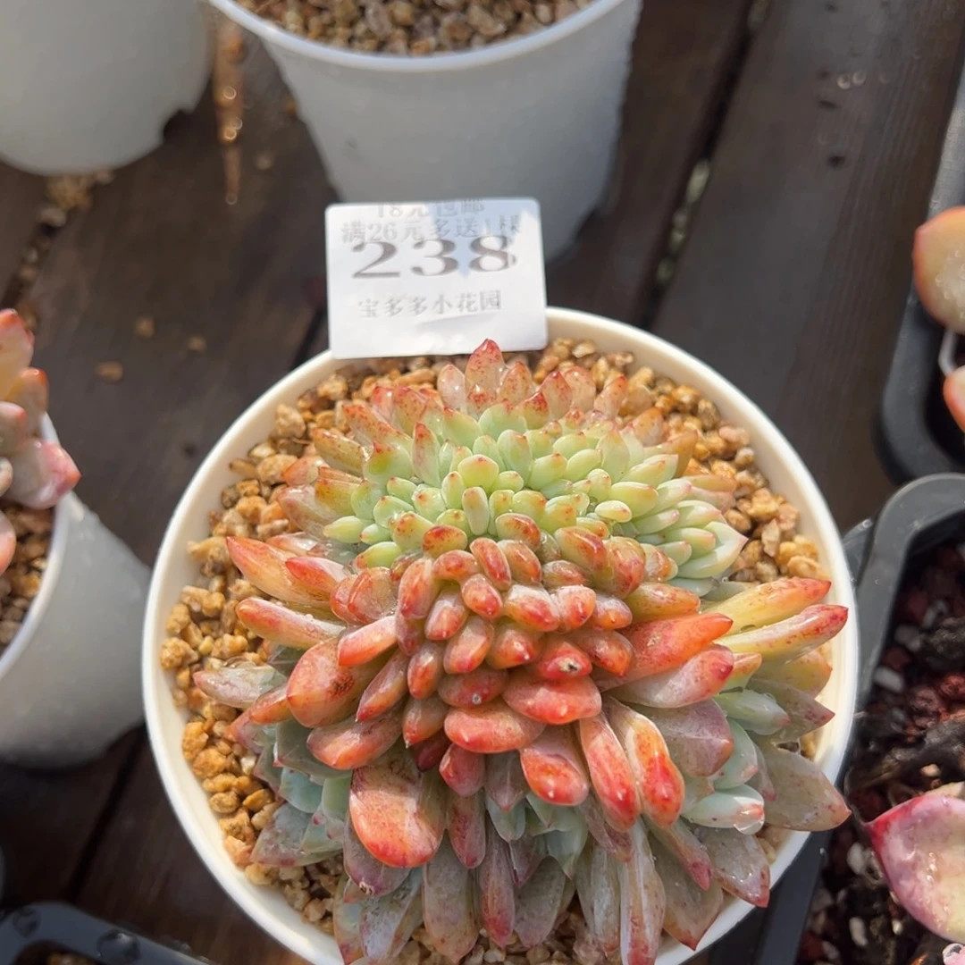 静****238号梦露缀化10cm 量拍多肉满18元包邮下午发货