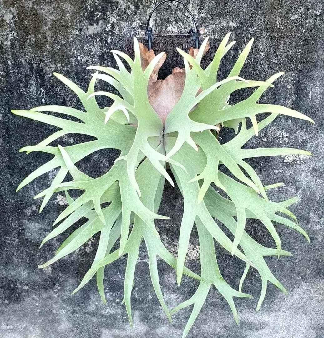 Anapat#1鹿角蕨  孢子苗