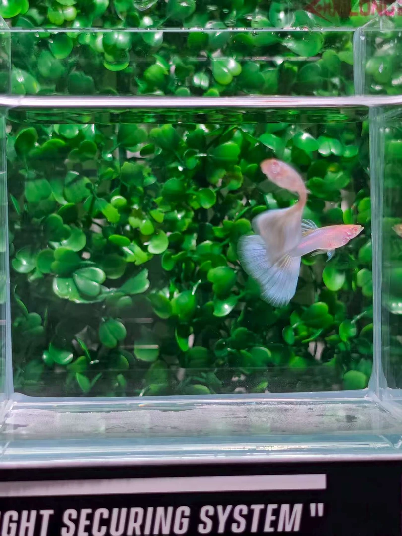 黄化红礼服 孔雀鱼 两公一母 7号