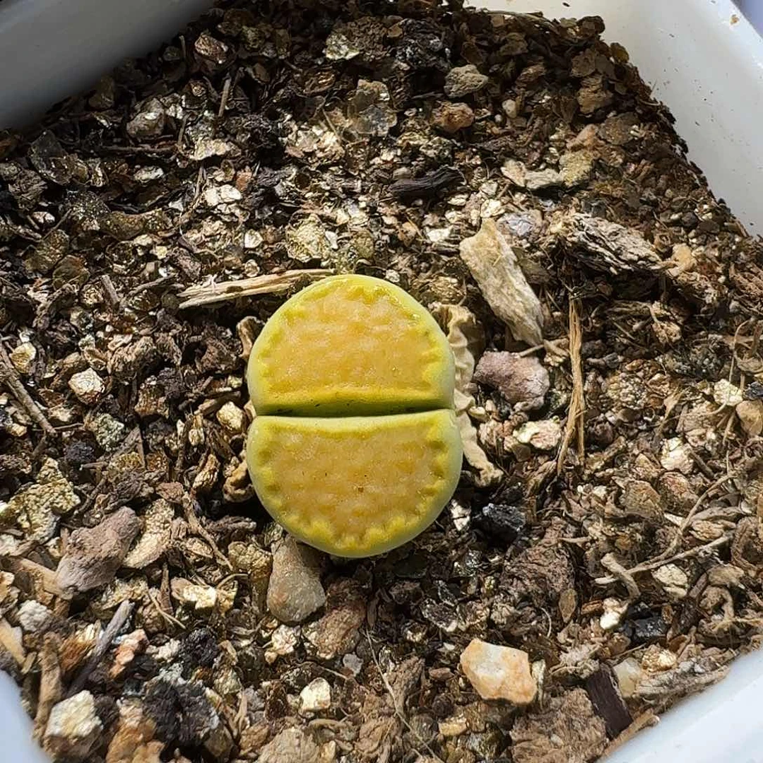 生石花11111。    271