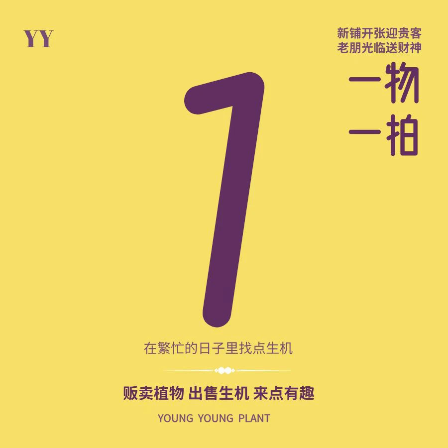 鹿角蕨专拍 一物一拍