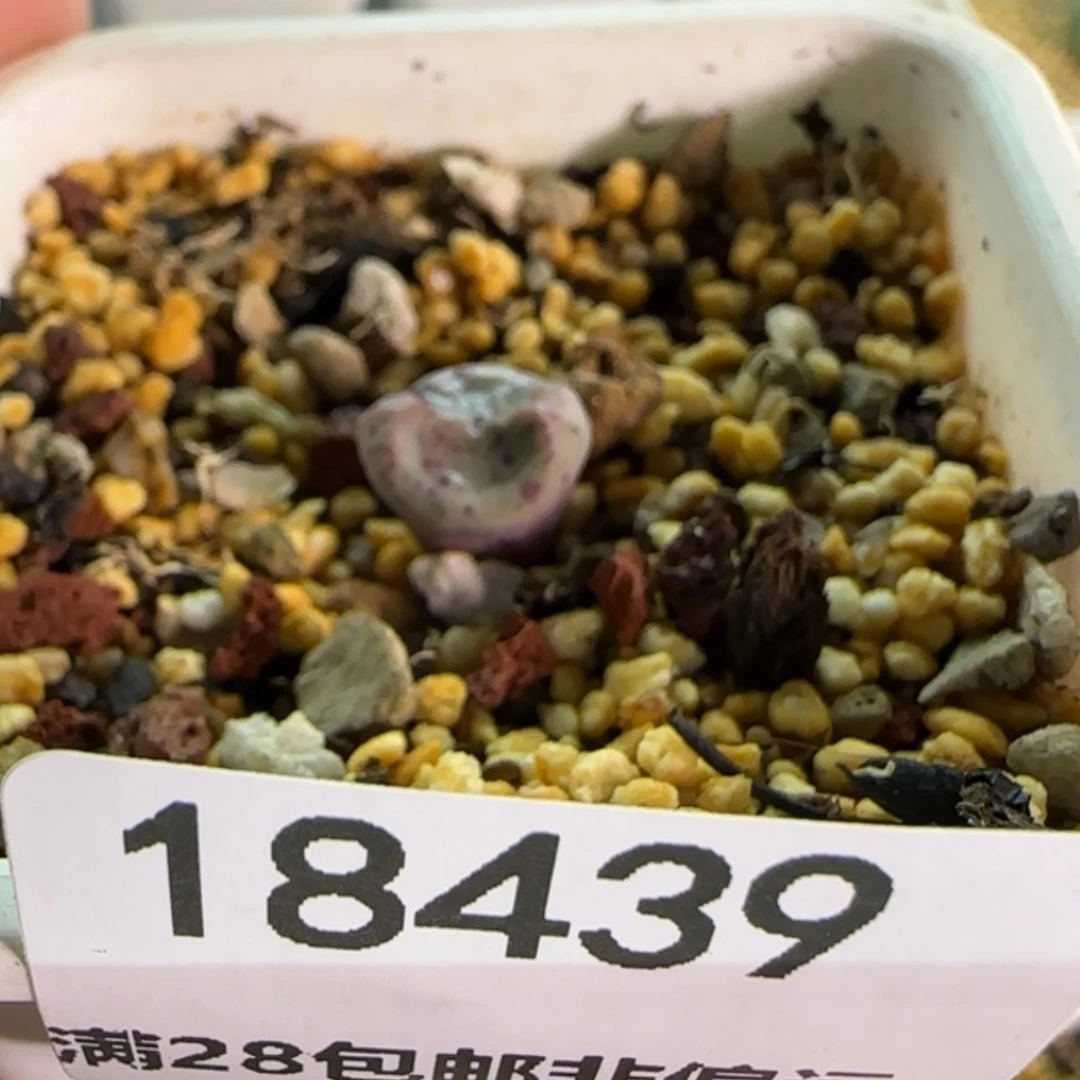 【闪购商品】草*?18435 疤