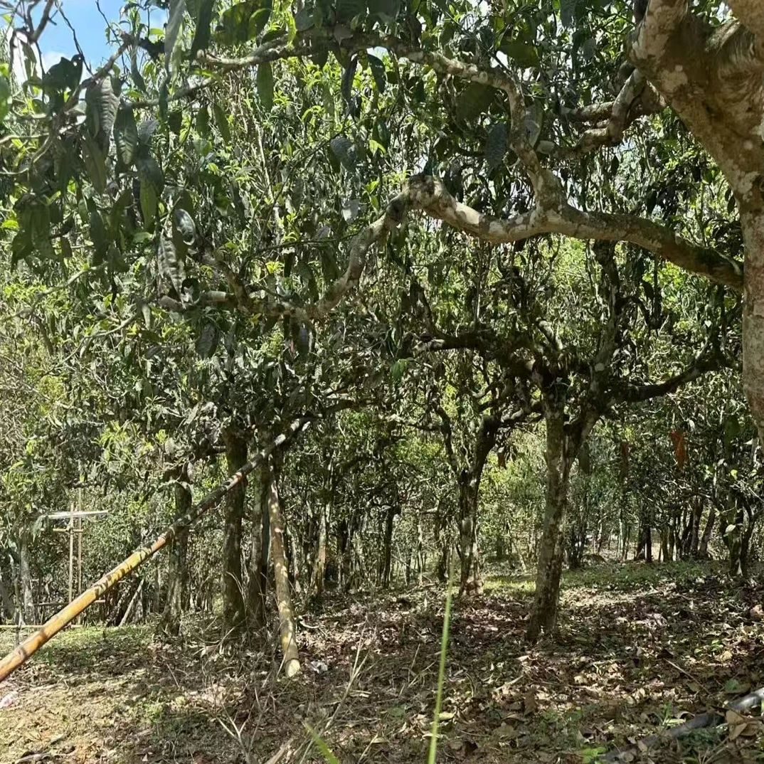 红土地古树纯料普洱茶生茶散茶 500克