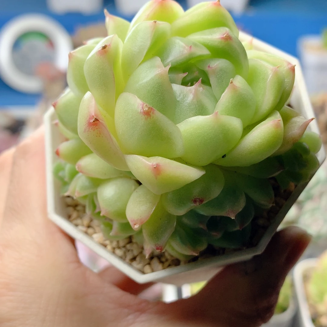 58包邮  群生不包整 33