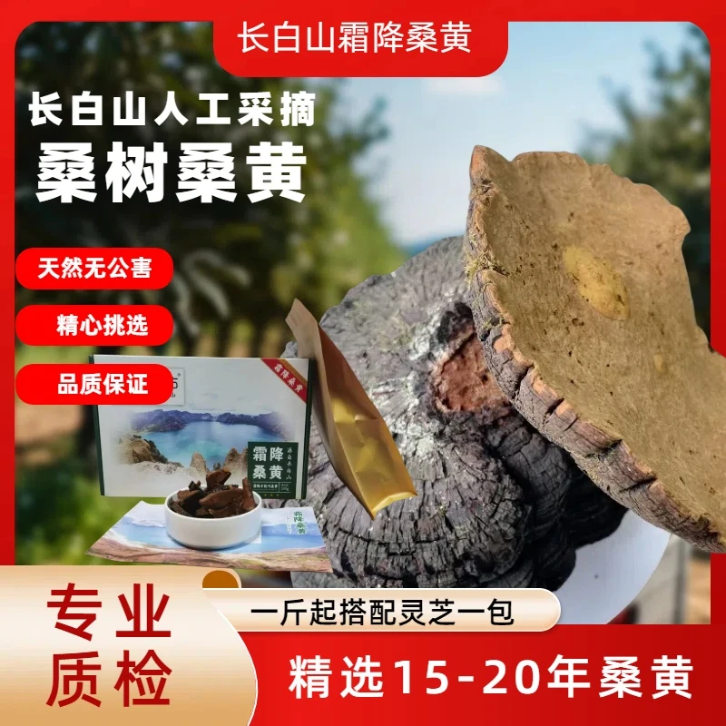 高品质长白山霜降桑树桑黄（15-20年左右）煮水喝