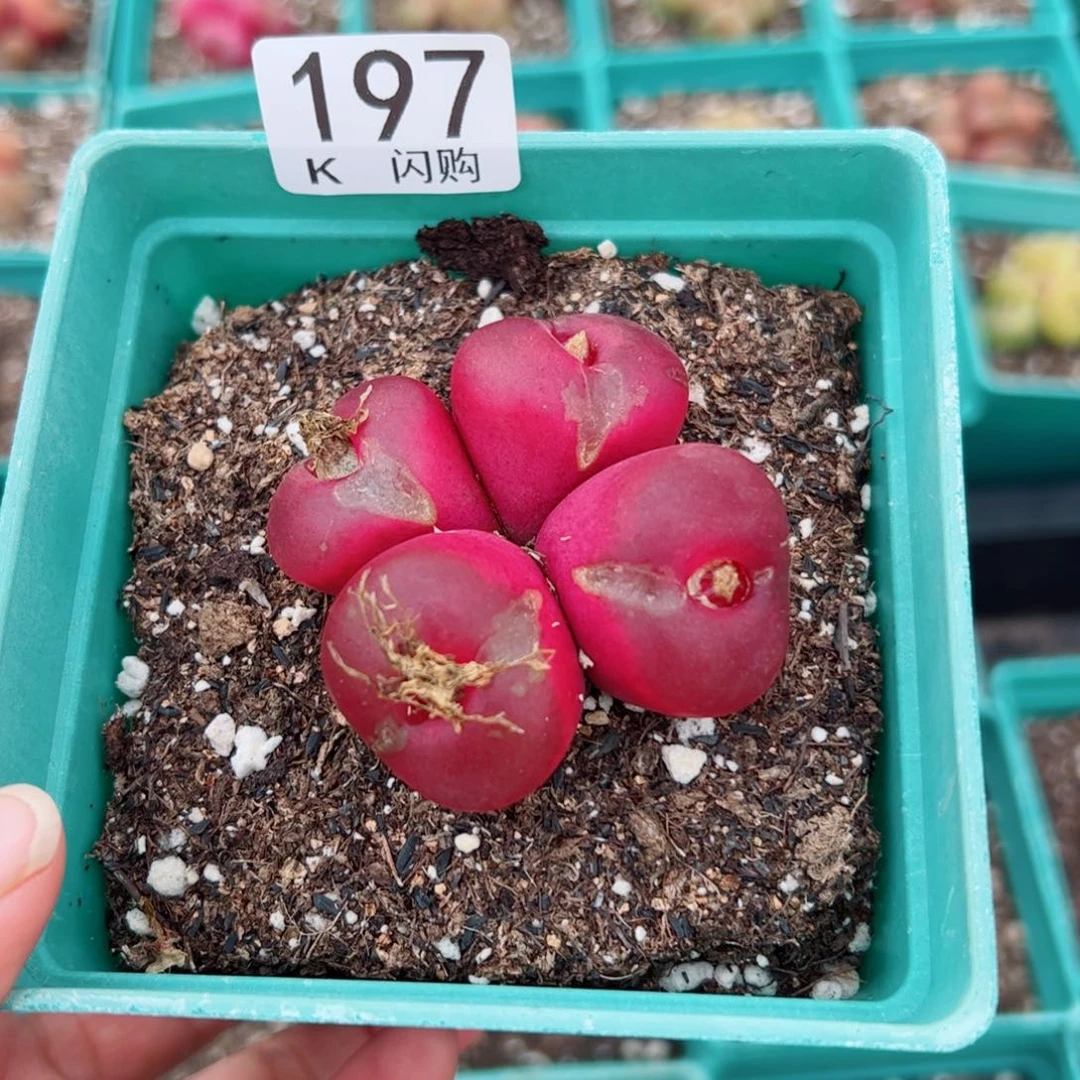 无花朵脆**籽我很喜欢这个K197