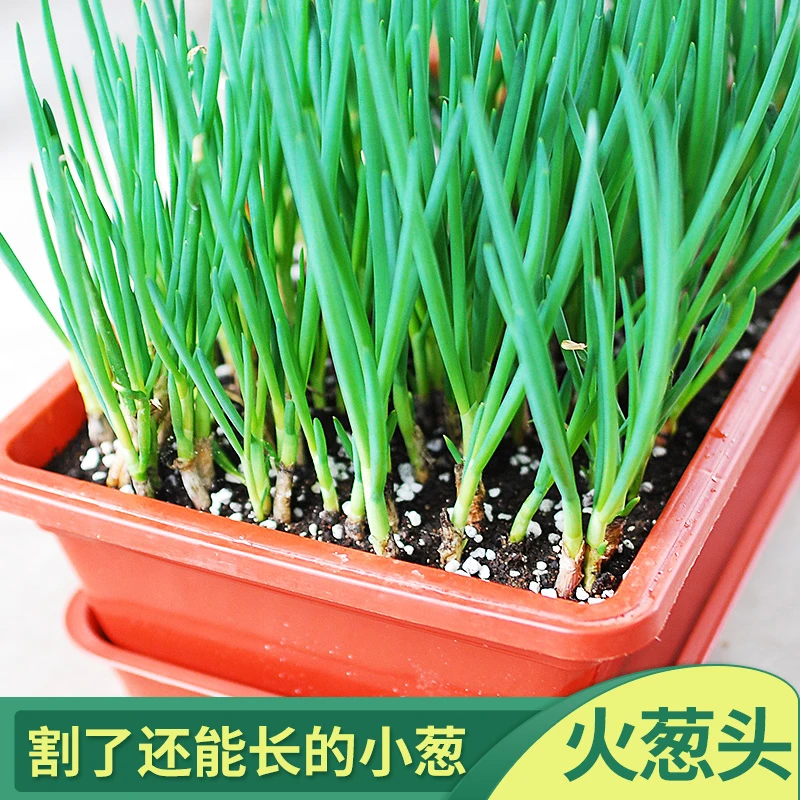 四季火葱头种小香葱头葱根种植阳台盆栽易种植多年生蔬菜红葱种球