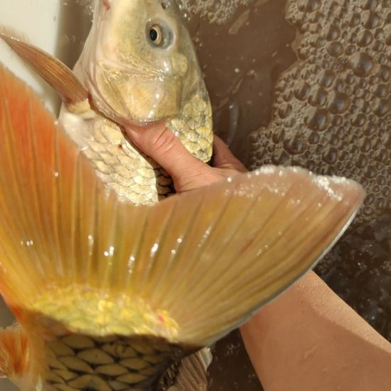 微山湖野生鲤鱼仅此一条