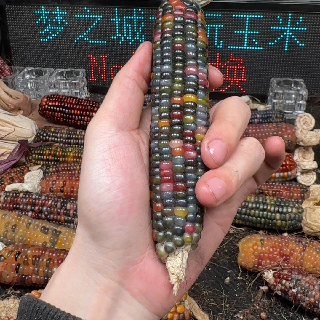 柏香籽/百香籽吊坠米*