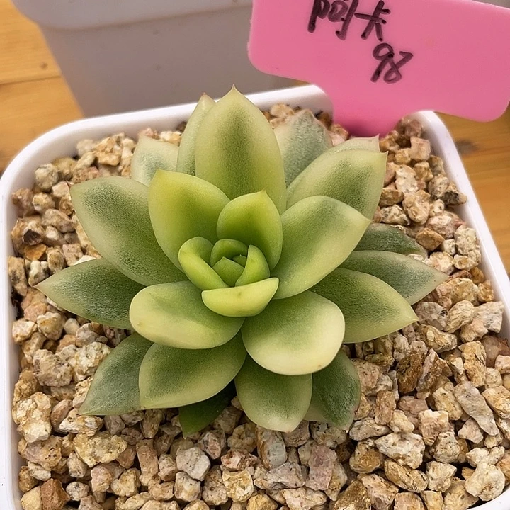 阿卡锦   锦龙一物一拍