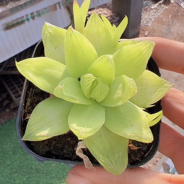 黄金雨露带盆多肉植物