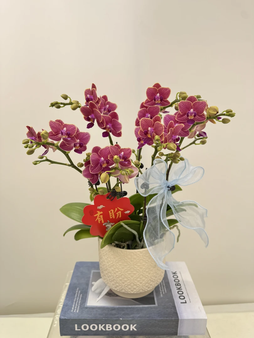 蝴蝶兰【金边玲珑】鲜花盆栽室内观赏花花佛山基地直发好养易活