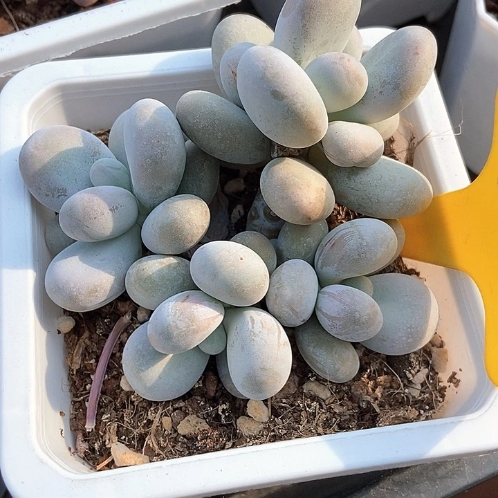 多肉植物蛋黄奶958