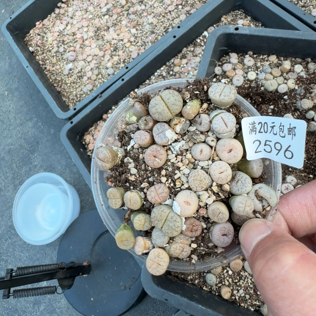 小*物2596。C189 荒一盒