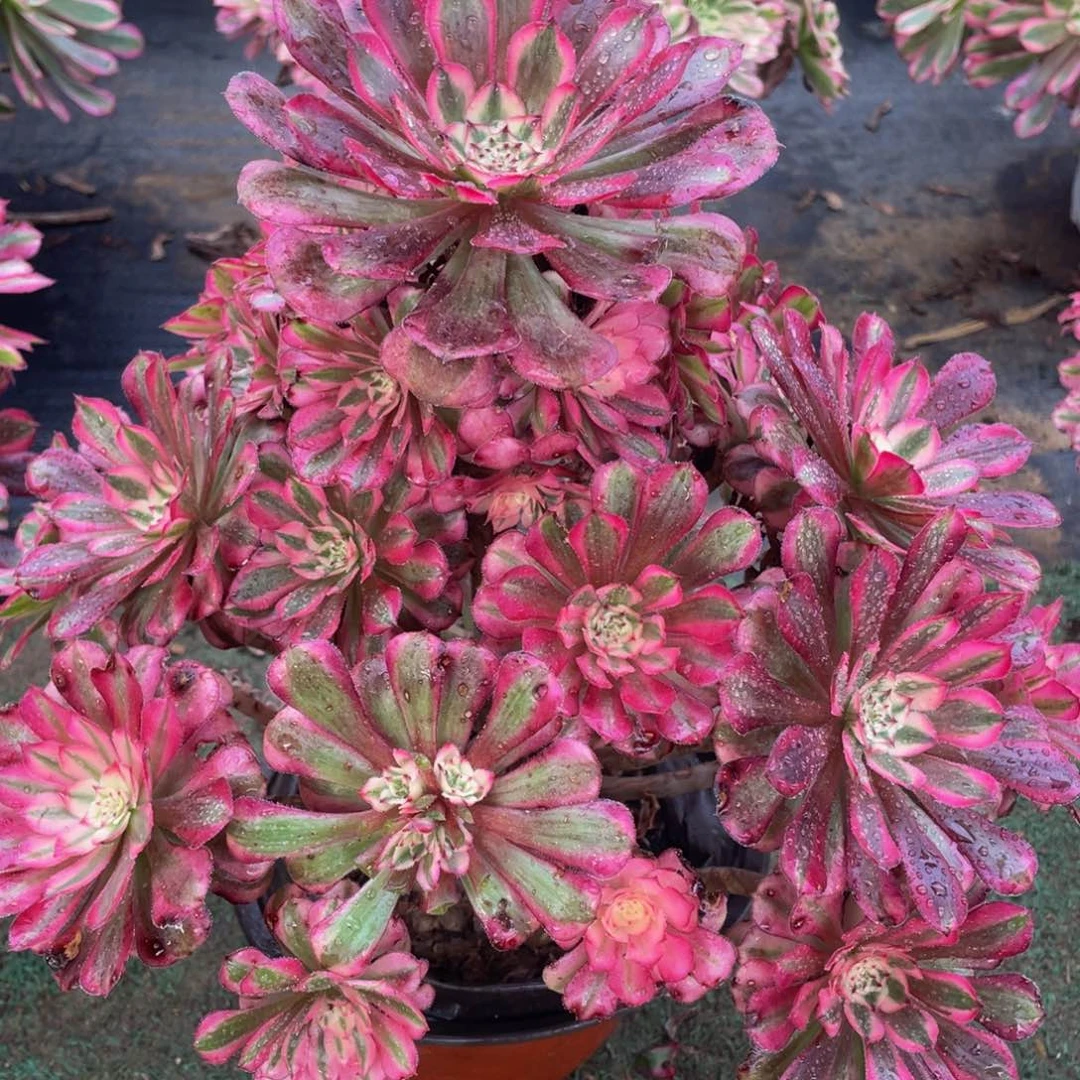 005红铜白精品法师老桩