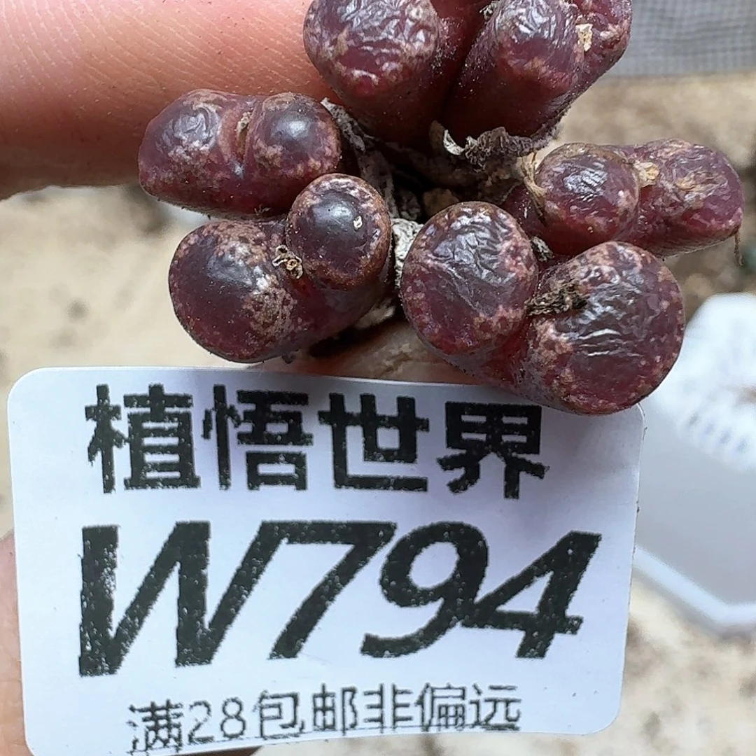 多肉植物的人生rb