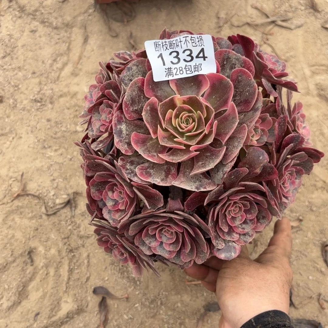 R. 1334爱神多肉1122