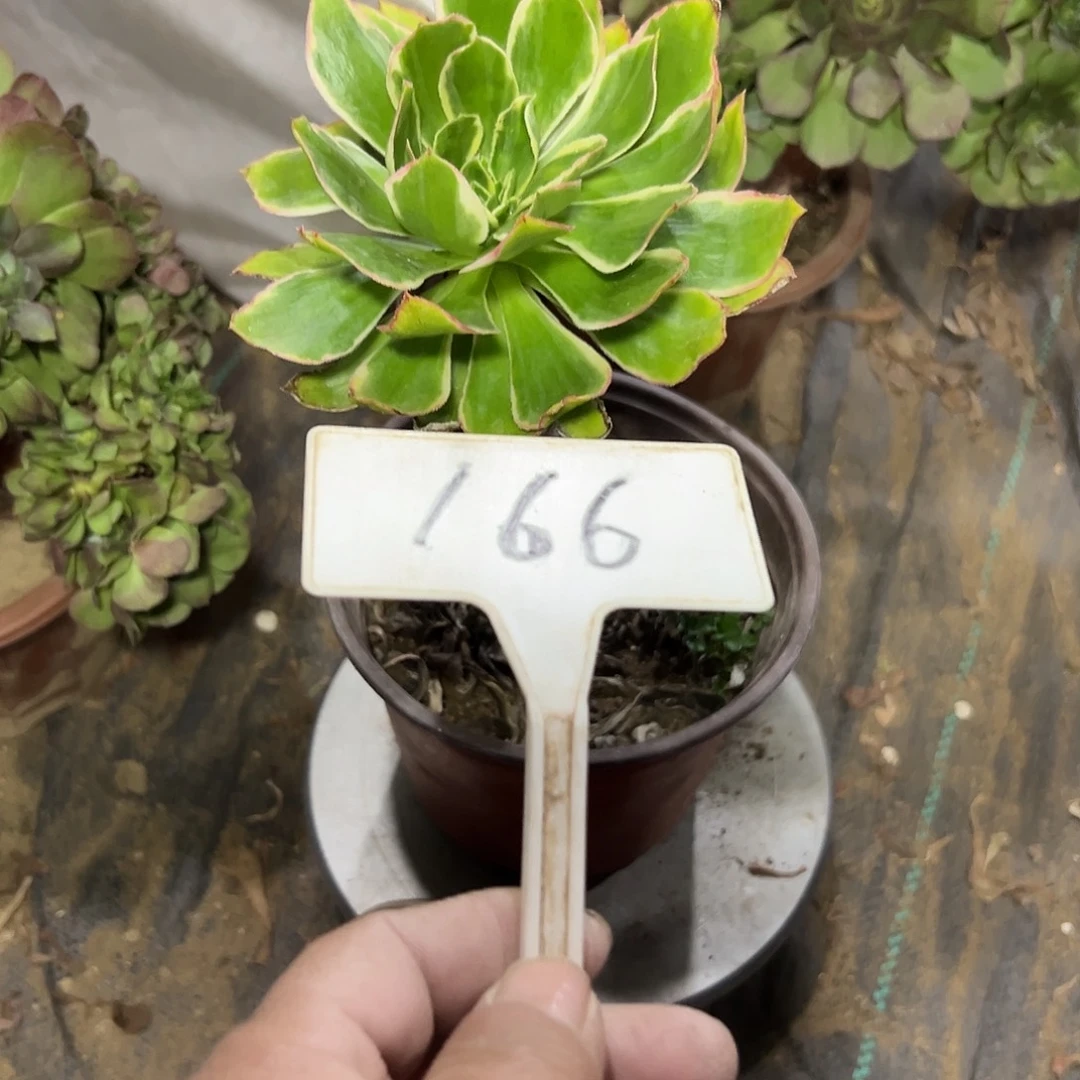 妖***巴多肉植物玫瑰法师166
