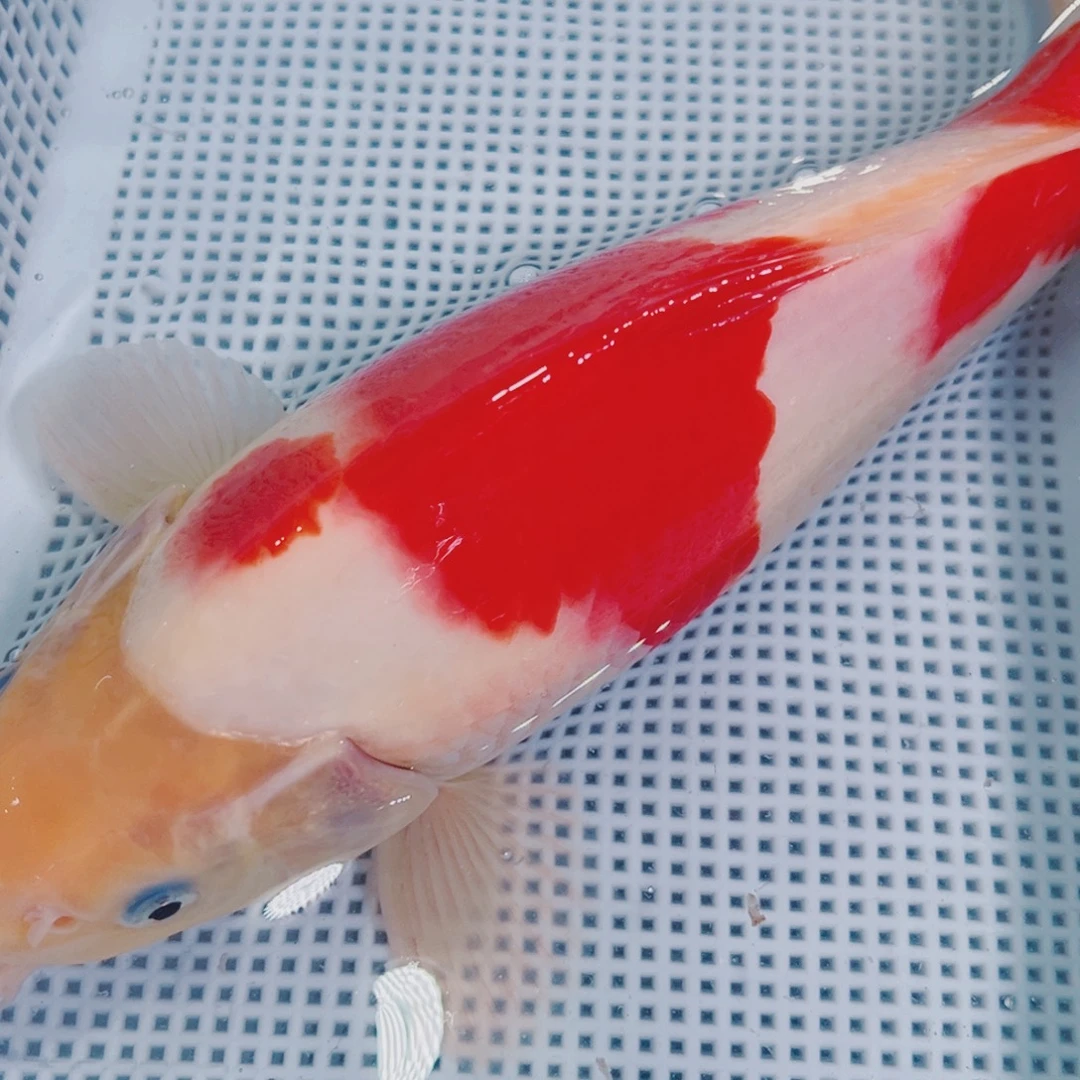海水鱼锦鲤冷水观赏鱼120