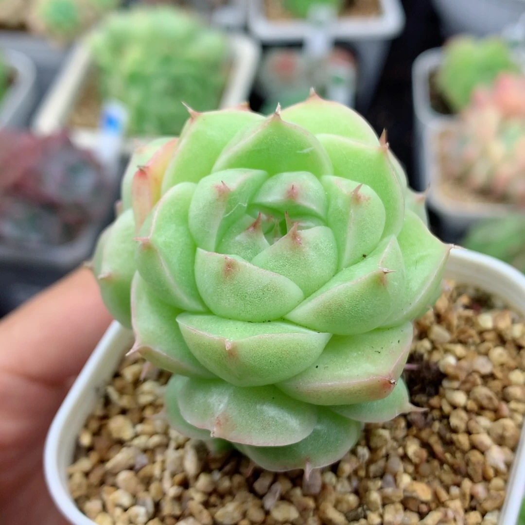 58包邮  群生不包整麦秆群31