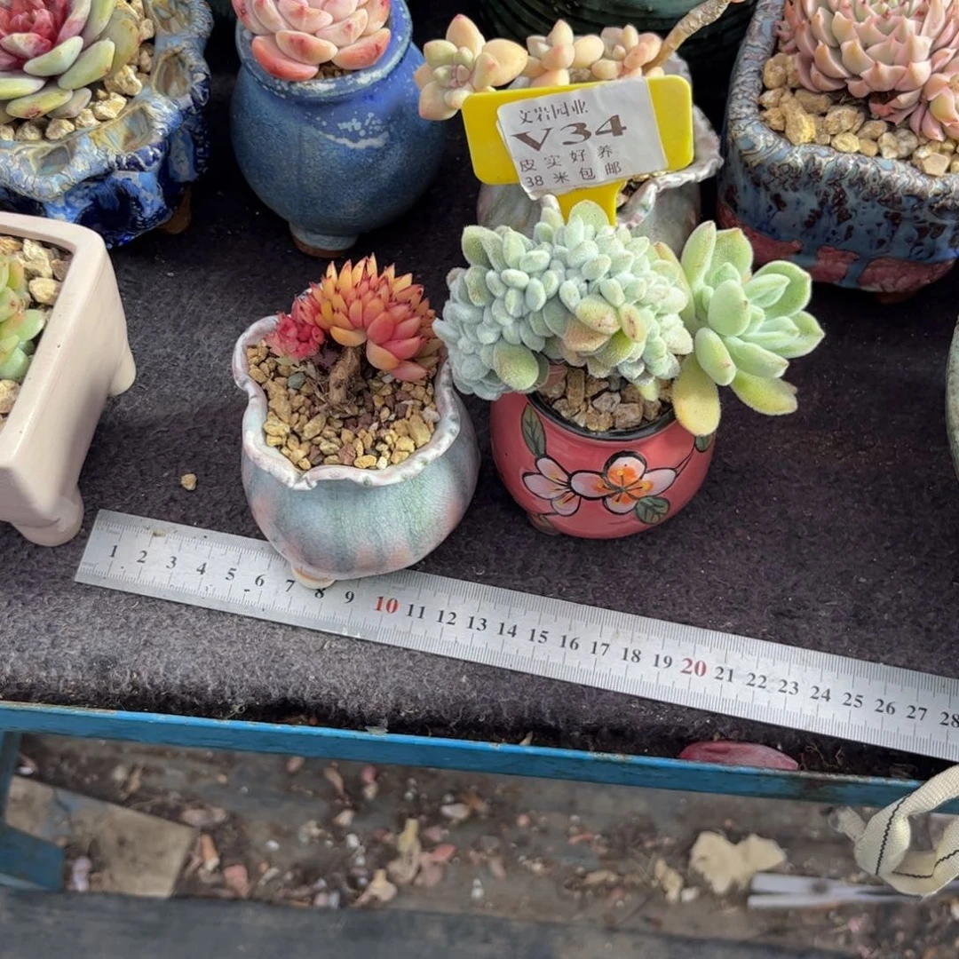 多肉植物1111组合11111