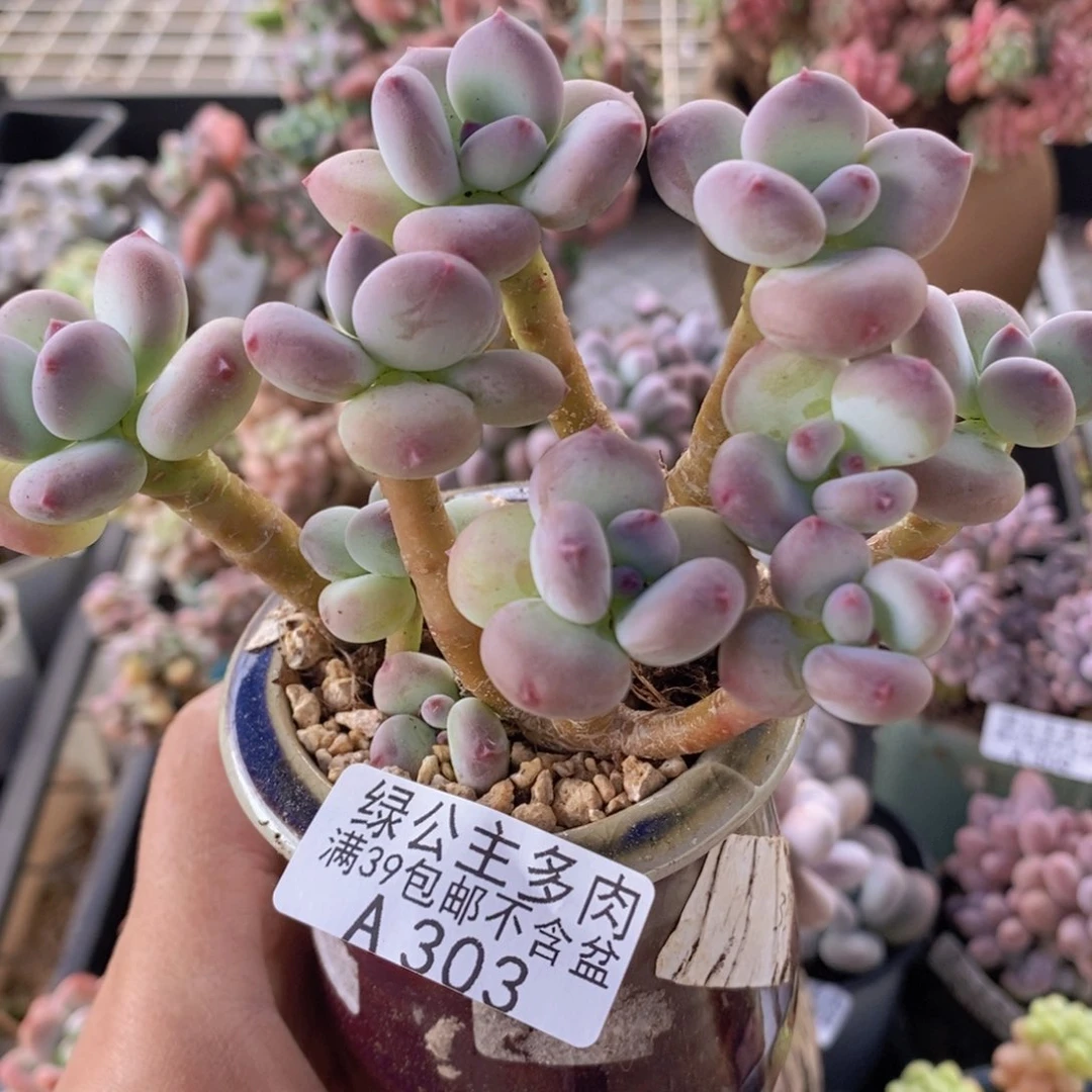 苹果奶10cm303多肉植物