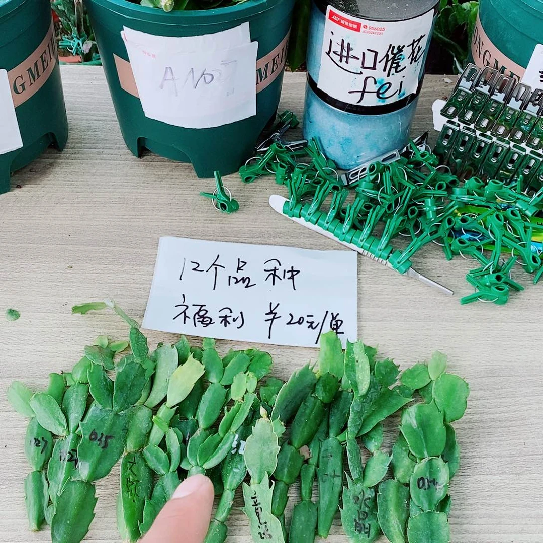 无花朵12个品种花色叶片福利