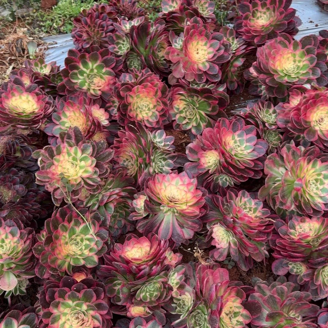 9.9海仙送小缀啊啊啊啊啊